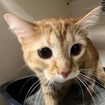 Whiskers -  Domestic Short Hair Cat for Adoption in Oak Brook, Illinois - Whiskers | PetCurious