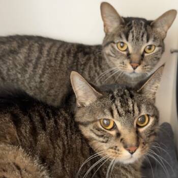 Rescue Domestic Short Hair Cats for Adoption in Matteson, Illinois - Shiva | PetCurious