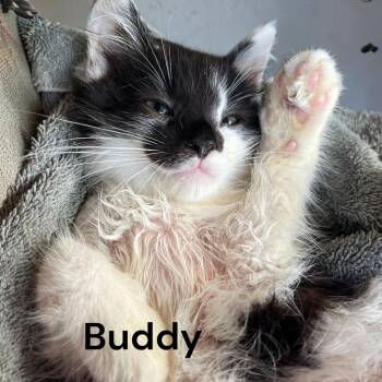 Buddy -  Domestic Medium Hair Cat for Adoption in Weems, Virginia - Buddy | PetCurious