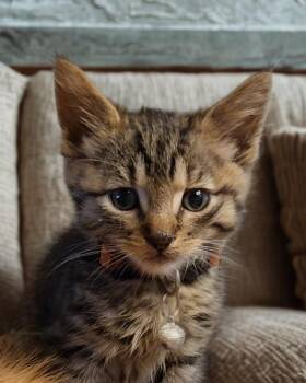 Ayion -  Domestic Medium Hair and Maine Coon Cat for Adoption in Pacifica, California - Ayion | PetCurious