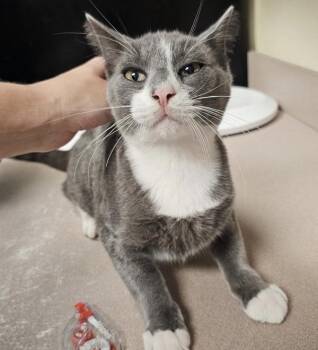 Binx -  Domestic Short Hair Cat for Adoption in Salisbury, Maryland - Binx | PetCurious