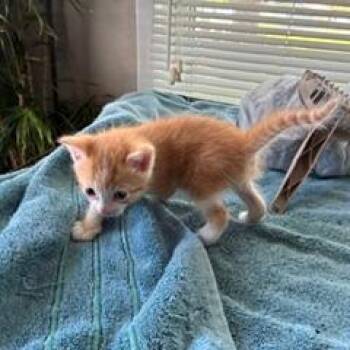 Hermes -  Domestic Short Hair Cat for Adoption in Livingston, Texas - Hermes | PetCurious