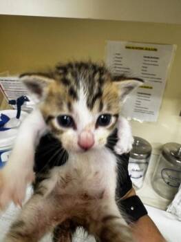 Domestic Short Hair Cats Available for Adoption in Fremont, California - A197816 | PetCurious