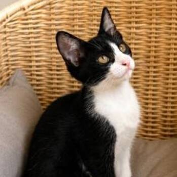Cleo -  Tuxedo and Domestic Short Hair Cat for Adoption in Liverpool, Texas - Cleo | PetCurious