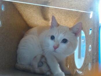 Domestic Short Hair Cats Available for Adoption - CLOUD | PetCurious