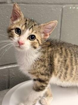 Buggy -  Domestic Short Hair Cat for Adoption in Fort Worth, Texas - Buggy | PetCurious