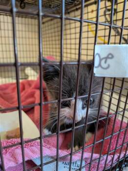 Rescue Domestic Short Hair Cats for Adoption in Sacramento, California - ROLAND | PetCurious