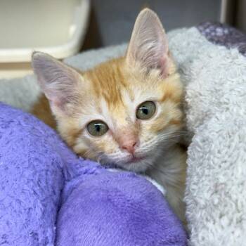 Mango -  Domestic Short Hair Cat for Adoption in Chariton, Iowa - Mango | PetCurious