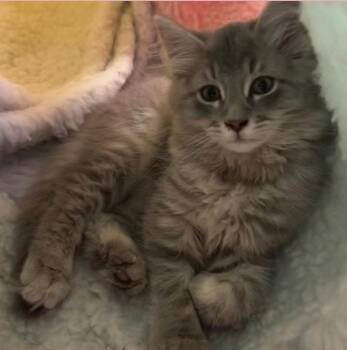 Johnny -  Domestic Long Hair Cat for Adoption in Beckley, West Virginia - Johnny | PetCurious