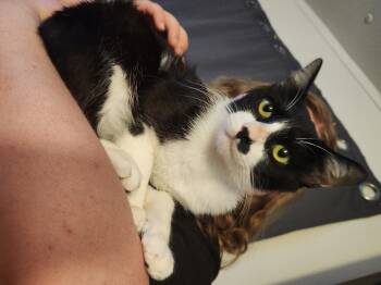 Domestic Short Hair Cats Available for Adoption in Mount Pleasant, Texas - Ozzy | PetCurious