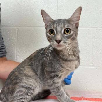 SVAS-Stray-39533 -  Domestic Short Hair Cat for Adoption in Lyndhurst, Virginia - SVAS-Stray-39533 | PetCurious