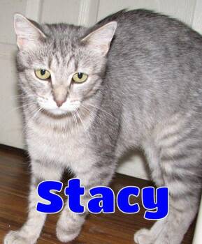 5488 Stacy -  Tabby Cat for Adoption in Lawrenceburg, Kentucky - 5488 Stacy | PetCurious