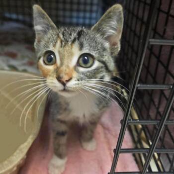 Camila -  Domestic Short Hair Cat for Adoption in Plover, Wisconsin - Camila | PetCurious