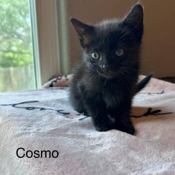 Cosmo 26-05-142 -  Domestic Short Hair Cat for Adoption in Bastrop, Texas - Cosmo 26-05-142 | PetCurious