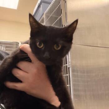 Batty -  Domestic Short Hair Cat for Adoption in Indianapolis, Indiana - Batty | PetCurious
