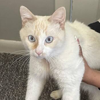 Beauty -  Domestic Short Hair Cat for Adoption in Newark, New Jersey - Beauty | PetCurious