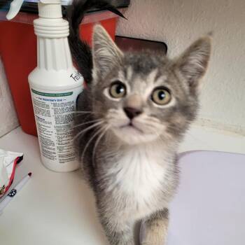 Blue -  Domestic Short Hair Cat Available for Adoption in Belfair, Washington - Blue | PetCurious