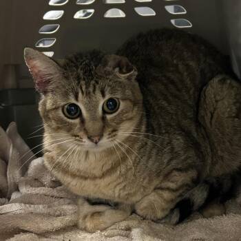 Domestic Short Hair Cats Available for Adoption - Nip | PetCurious