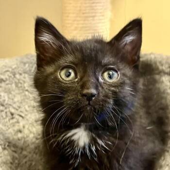 Domestic Medium Hair Cats Available for Adoption in Walnut Creek, California - Kiko | PetCurious