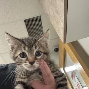 Heath -  Domestic Short Hair Cat for Adoption in Ottawa, Kansas - Heath | PetCurious