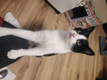 Rescue Tuxedo and Tortoiseshell Cats for Adoption in Mission Viejo, California - Cookie And Toffee NWC | PetCurious