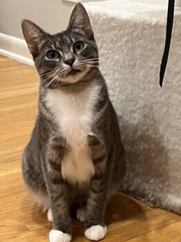 Rescue Domestic Short Hair Cats for Adoption in Poplar Grove, Illinois - Audrey Catburn | PetCurious