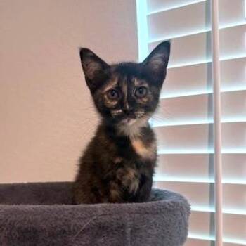 Firefly -  Domestic Short Hair Cat Available for Adoption in Houston, Texas - Firefly | PetCurious