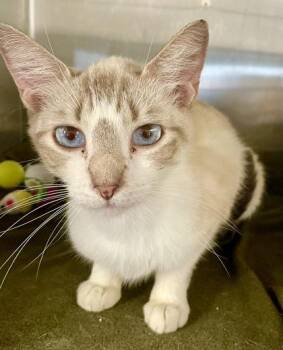 Ellie -  Domestic Short Hair Cat Available for Adoption in Fort Worth, Texas - Ellie | PetCurious