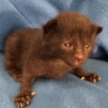 Armani -  Domestic Medium Hair Cat for Adoption in Belfair, Washington - Armani | PetCurious