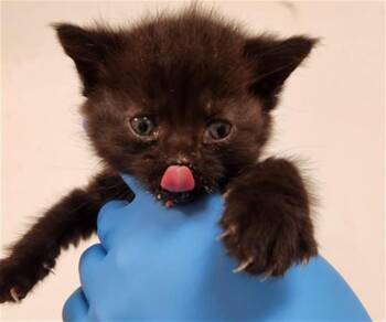 Domestic Short Hair Cats Available for Adoption - A2474710 | PetCurious