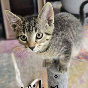 Rescue Domestic Short Hair Cats for Adoption in Lyle, Minnesota - Lollikoi | PetCurious