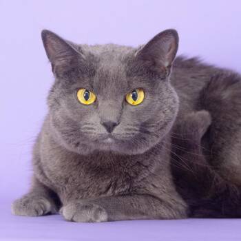 Auggie -  Domestic Short Hair Cat for Adoption in Franklin, Tennessee - Auggie | PetCurious