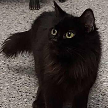 Domestic Long Hair Cats Available for Adoption - Strawberry | PetCurious