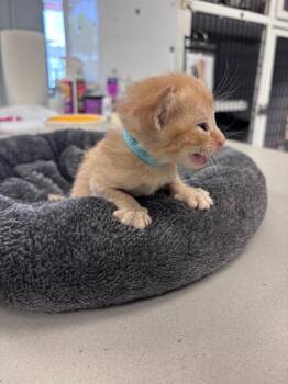 Swirl -  Domestic Short Hair Cat for Adoption in Youngtown, Arizona - Swirl | PetCurious