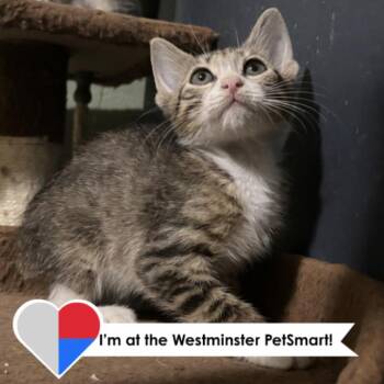 Wee Willie Winkie -  Domestic Short Hair Cat for Adoption in Fort Collins, Colorado - Wee Willie Winkie | PetCurious