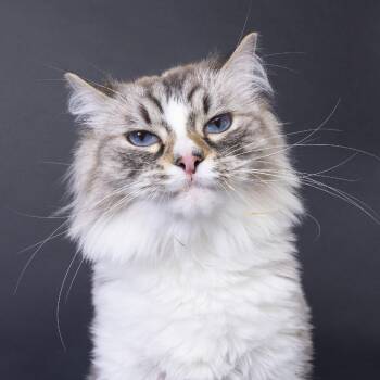 Wilbur -  Ragdoll Cat for Adoption in Franklin, Tennessee - Wilbur | PetCurious