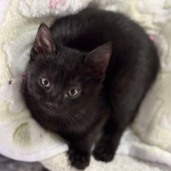 Rescue Domestic Short Hair Cats for Adoption in Ludington, Michigan - Wilbur | PetCurious