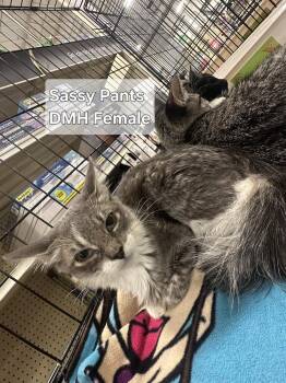 Sassy Pants -  Tabby Cat for Adoption in Deltona, Florida - Sassy Pants | PetCurious