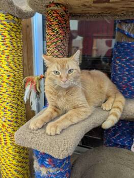 Sansa Stark -  Domestic Short Hair Cat for Adoption in Dublin, Ohio - Sansa Stark | PetCurious