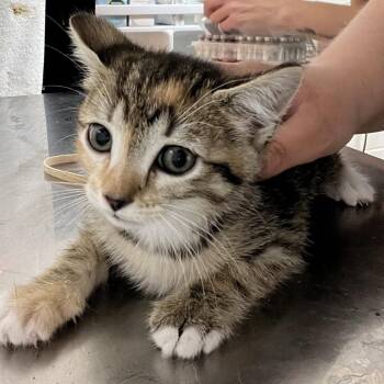 Domestic Short Hair Cats Available for Adoption - Aubree | PetCurious