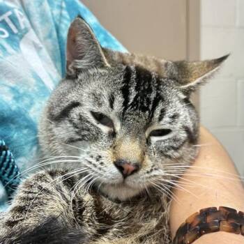 Silver (mcas) -  Siamese Cat for Adoption in Troutdale, Oregon - Silver (mcas) | PetCurious