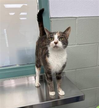 SUNFLOWER -  Domestic Short Hair Cat for Adoption in Geneva, Illinois - SUNFLOWER | PetCurious
