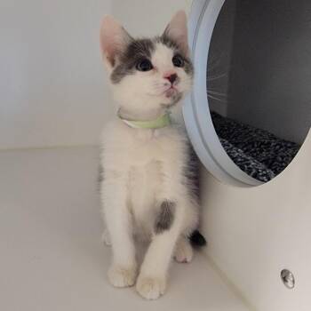 Domestic Short Hair Cats Available for Adoption in Phoenix, Arizona - Corn Dog | PetCurious