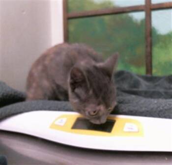 CONNIE -  Domestic Short Hair Cat for Adoption in Houston, Texas - CONNIE | PetCurious