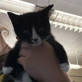 Domestic Medium Hair Cats Available for Adoption in Summerlee, West Virginia - Hector | PetCurious