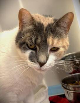 Cayenne 633-26 -  Domestic Short Hair Cat for Adoption in Cumming, Georgia - Cayenne 633-26 | PetCurious
