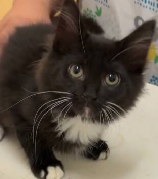 Rescue Domestic Long Hair Cats for Adoption in Elizabethton, Tennessee - BRANDY | PetCurious