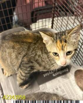 NALA -  Domestic Short Hair Cat for Adoption in West Palm Beach, Florida - NALA | PetCurious