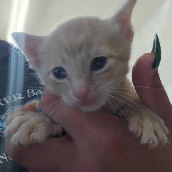 Domestic Short Hair Cats Available for Adoption in Hanna City, Illinois - Bow Tie (Bowie) | PetCurious