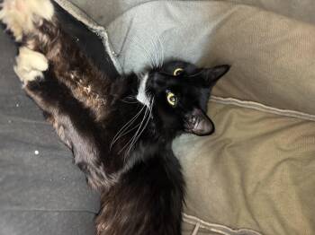 Chicka -  Domestic Medium Hair Cat for Adoption in Salem, New Hampshire - Chicka | PetCurious